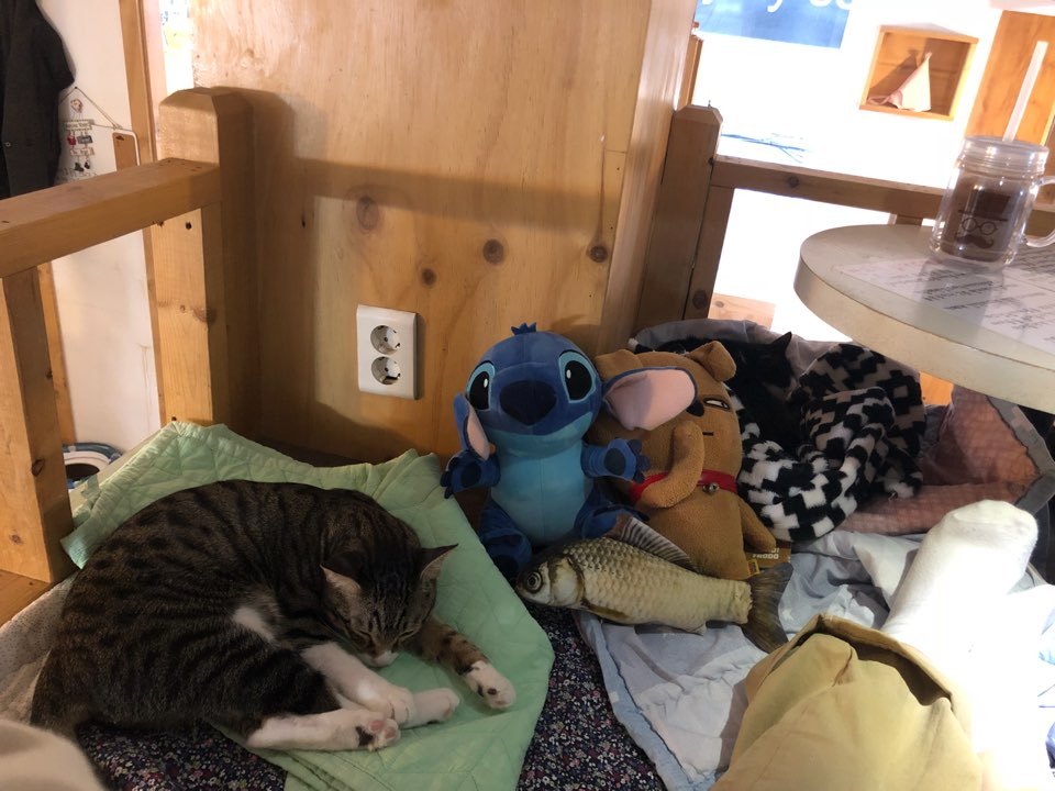 104. 지구별 고양이